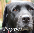 Pepper Townsend .2015